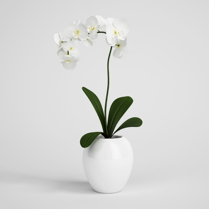  c4d  plant